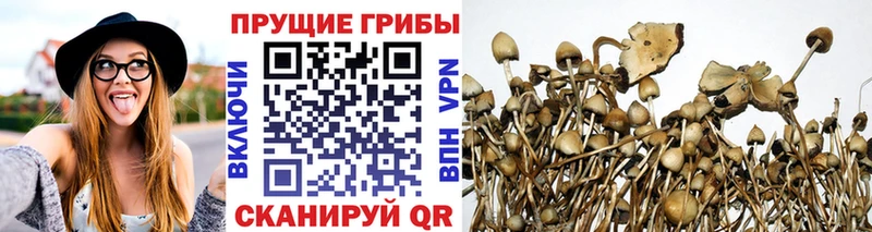 маркетплейс как зайти  Череповец  Псилоцибиновые грибы прущие грибы 